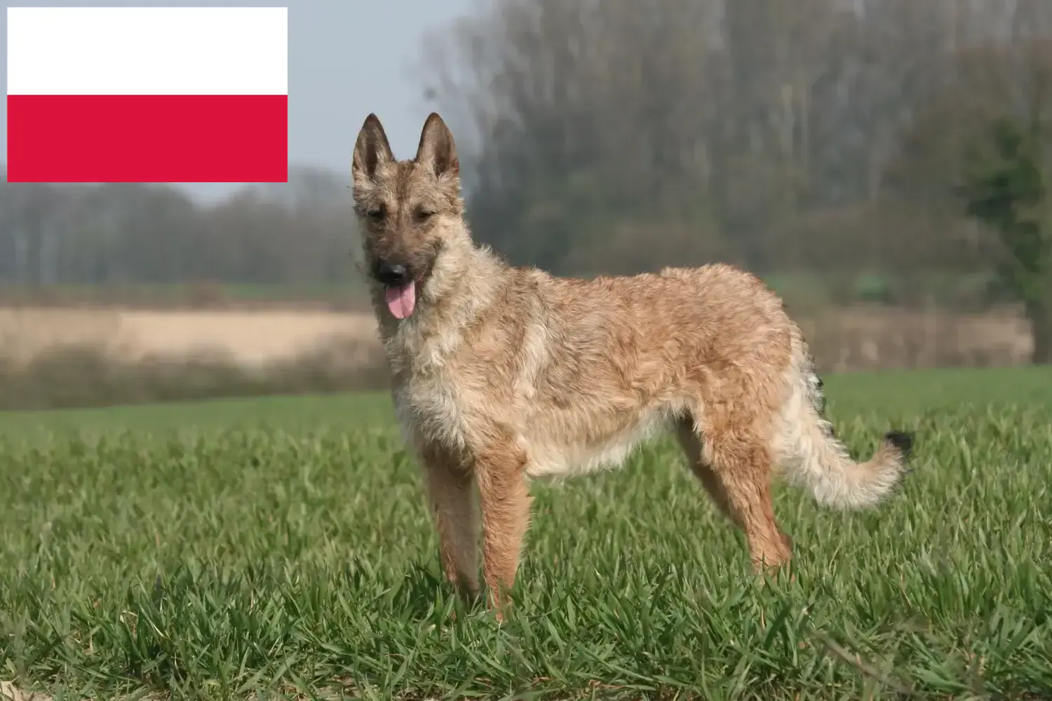 Belga juhász kiskutyák és tenyésztők Lengyelország Itt talál belga juhászkutya tenyésztőket Lengyelországban.