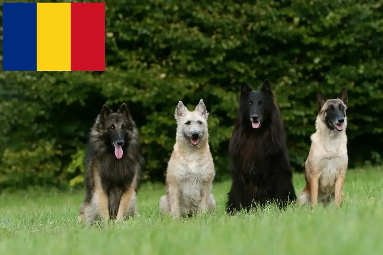 Belga juhász kiskutyák és tenyésztők Románia Itt talál belga juhászkutya tenyésztőket Romániában.