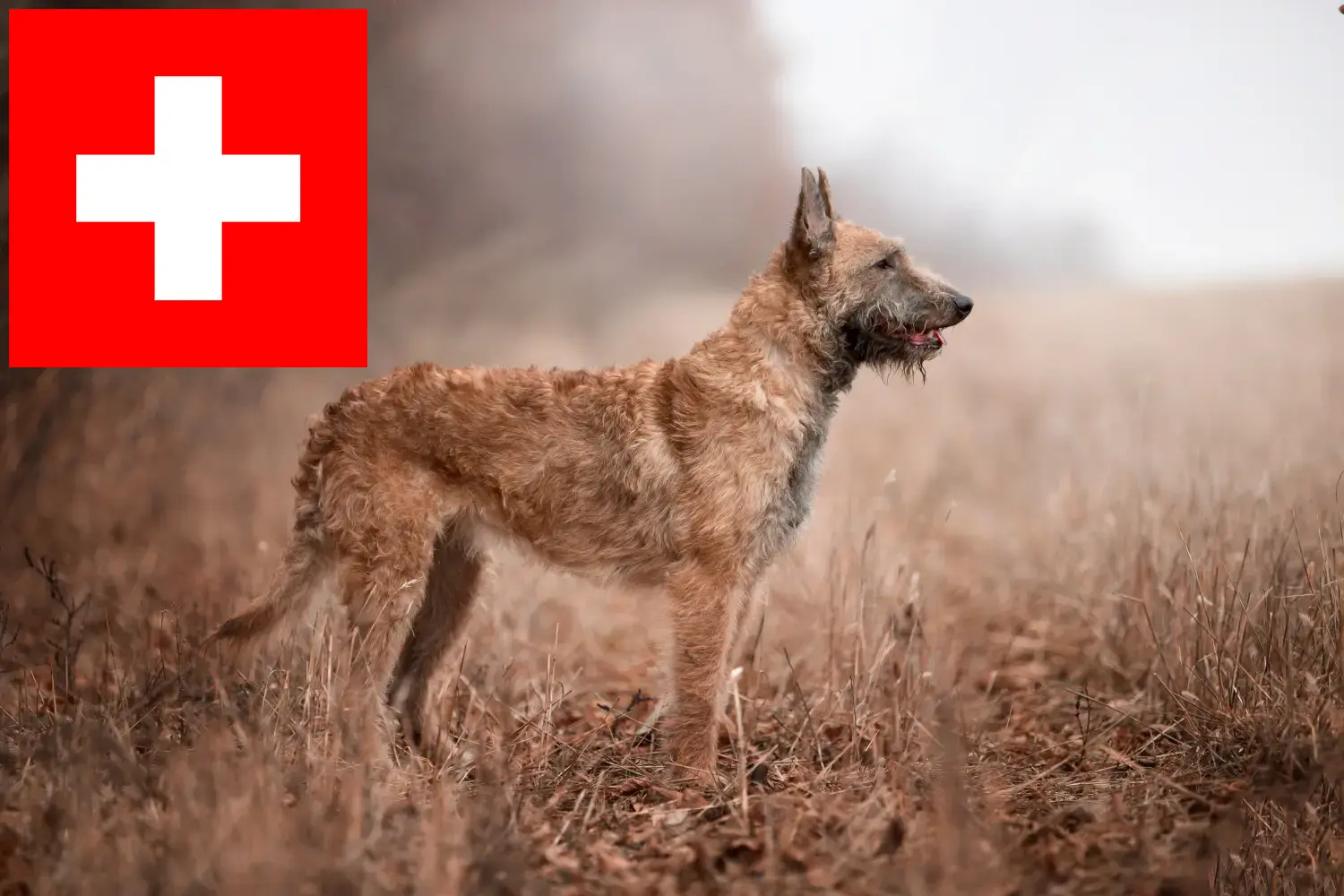 Belga juhászkutya kölykök és tenyésztők Svájc Itt talál belga juhászkutya tenyésztőket Svájcban.