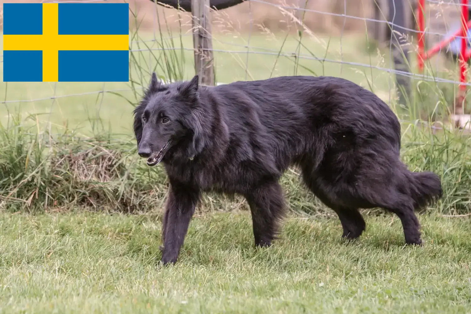 Belga juhászkutya kölykök és tenyésztők Svédországban Svédországi belga juhászkutya tenyésztőket itt talál.