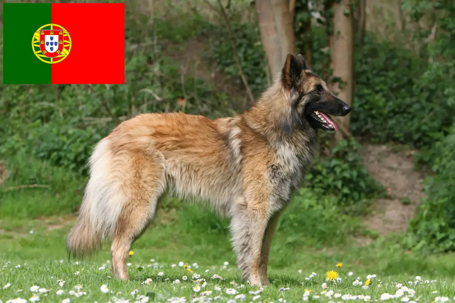 Belga juhászkutya kölykök és tenyésztő Portugália Itt talál belga juhászkutya tenyésztőket Portugáliában.