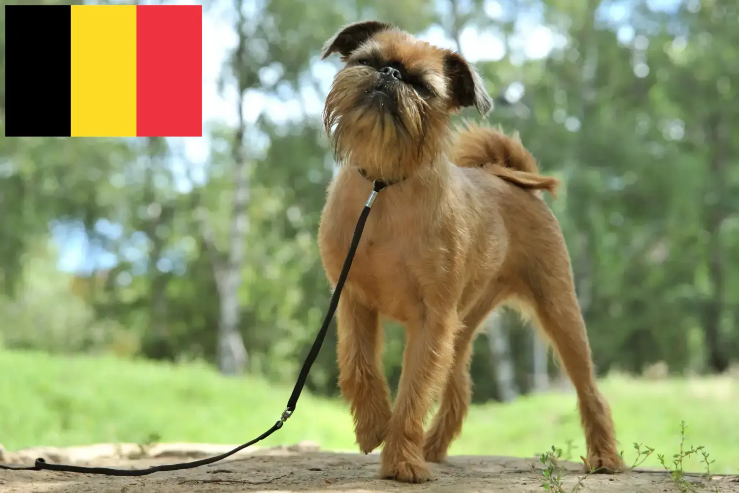 Belga törpe griffon kölykök és tenyésztő Belgium Itt talál belga törpe griffon tenyésztőket Belgiumban.