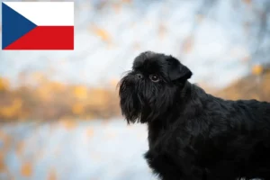 Read more about the article Belga törpe griffon tenyésztő és kölykök Csehországban