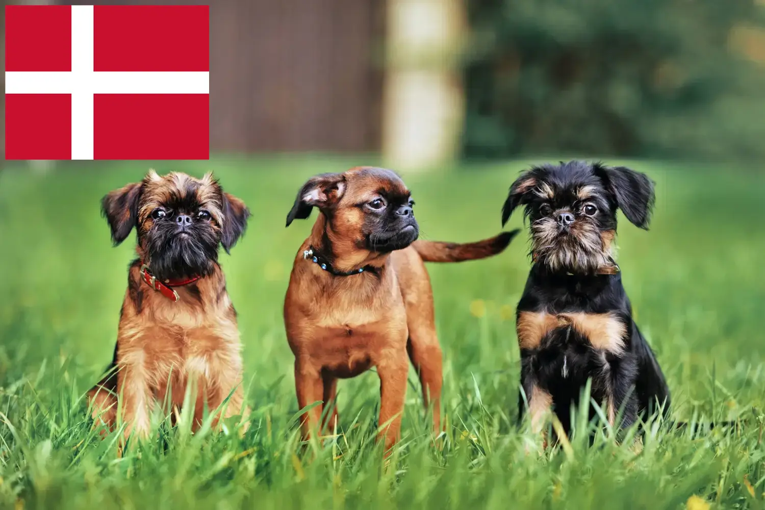 Belga törpe griffon kölykök és tenyésztő Dánia Itt talál belga törpe griffon tenyésztőket Dániában.