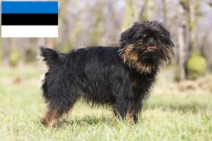 Read more about the article Belga törpe griffon tenyésztő és kölykök Észtországban