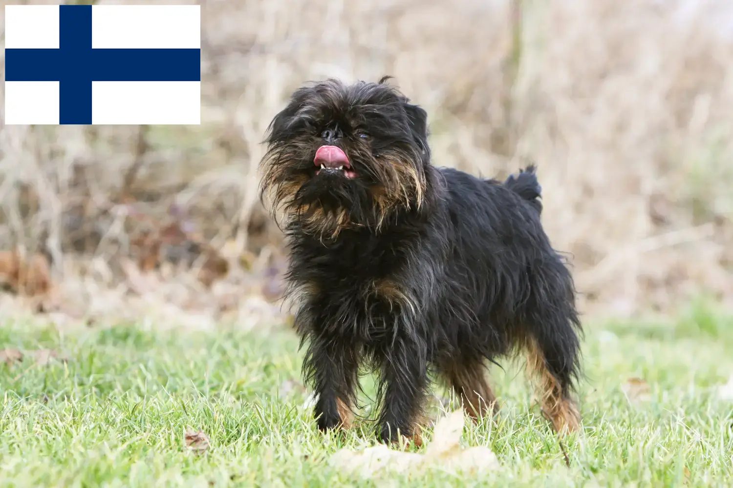 Belga törpe griffon kölykök és tenyésztő Finnország Itt talál belga törpe griffon tenyésztőket Finnországban.