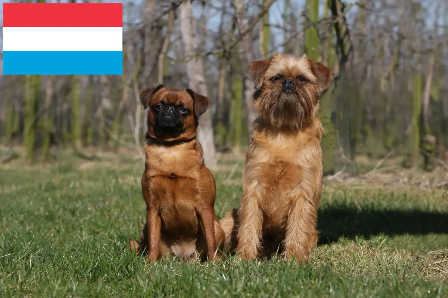 Belga törpe griffon kölykök és tenyésztő Luxembourg Itt talál belga törpe griffon tenyésztőket Luxemburgban.