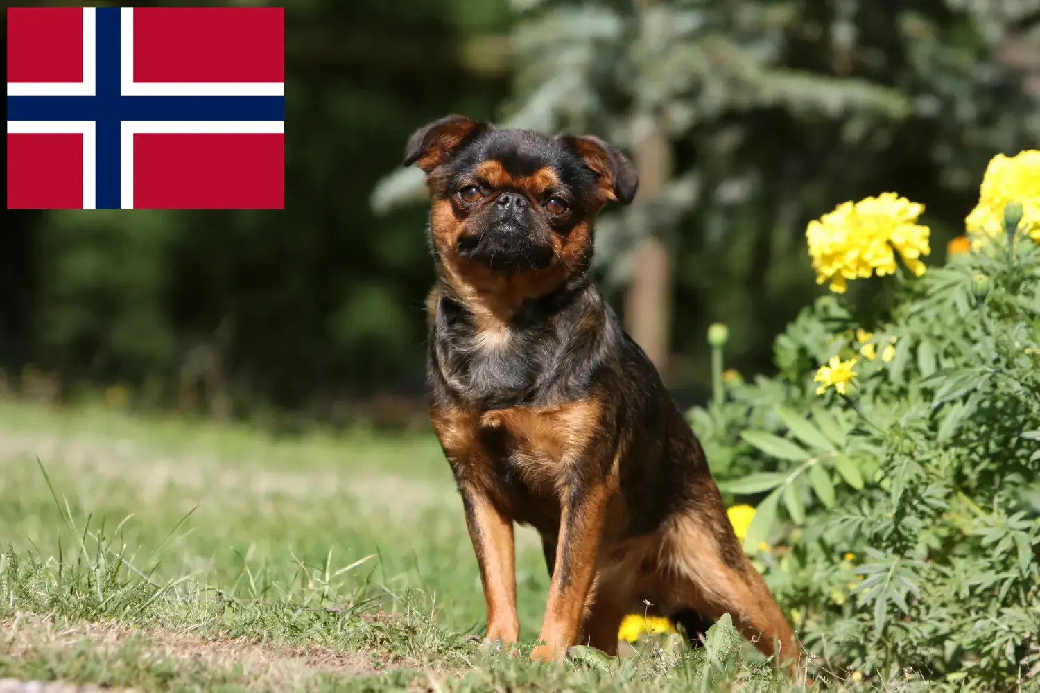 Belga törpe griffon kölykök és tenyésztők Norvégia Itt talál belga törpe griffon tenyésztőket Norvégiában.