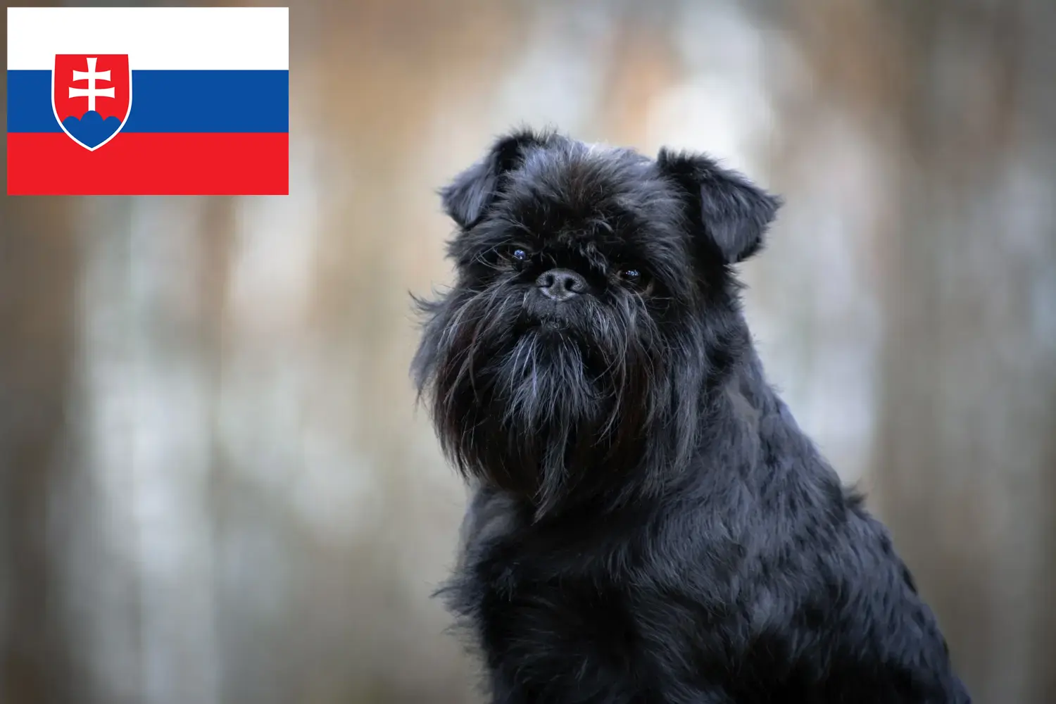 Belga törpe griffon kölykök és tenyésztő Szlovákia Itt talál belga törpe griffon tenyésztőket Szlovákiában.