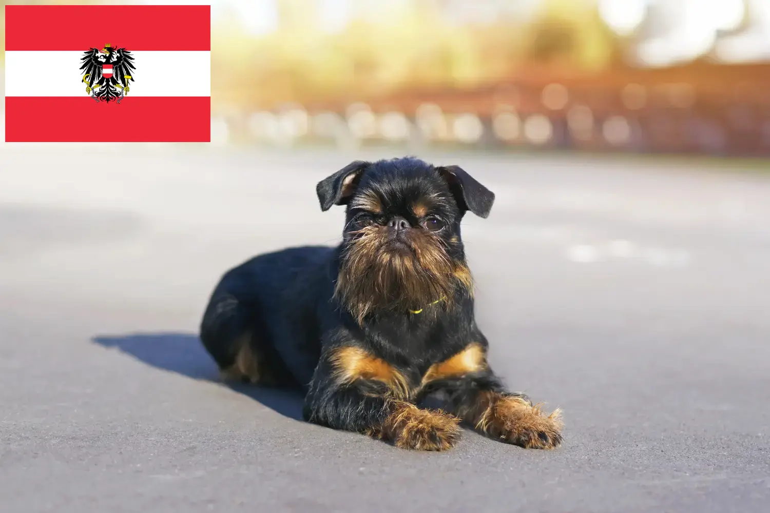 Belga törpe griffon kölykök és tenyésztők Ausztria Itt talál belga törpe griffon tenyésztőket Ausztriában.