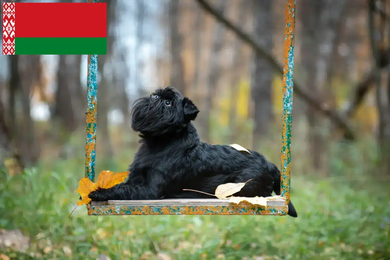 Belga törpe griffon kölyökkutyák és tenyésztő Fehéroroszország Itt talál belga törpe griffon tenyésztőket Fehéroroszországban.
