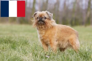 Read more about the article Belga törpe griffon tenyésztők és kölykök Franciaországban