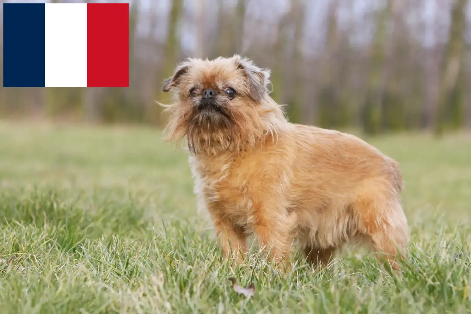 Belga törpe griffon kölykök és tenyésztő Franciaország Itt talál belga törpe griffon tenyésztőket Franciaországban.