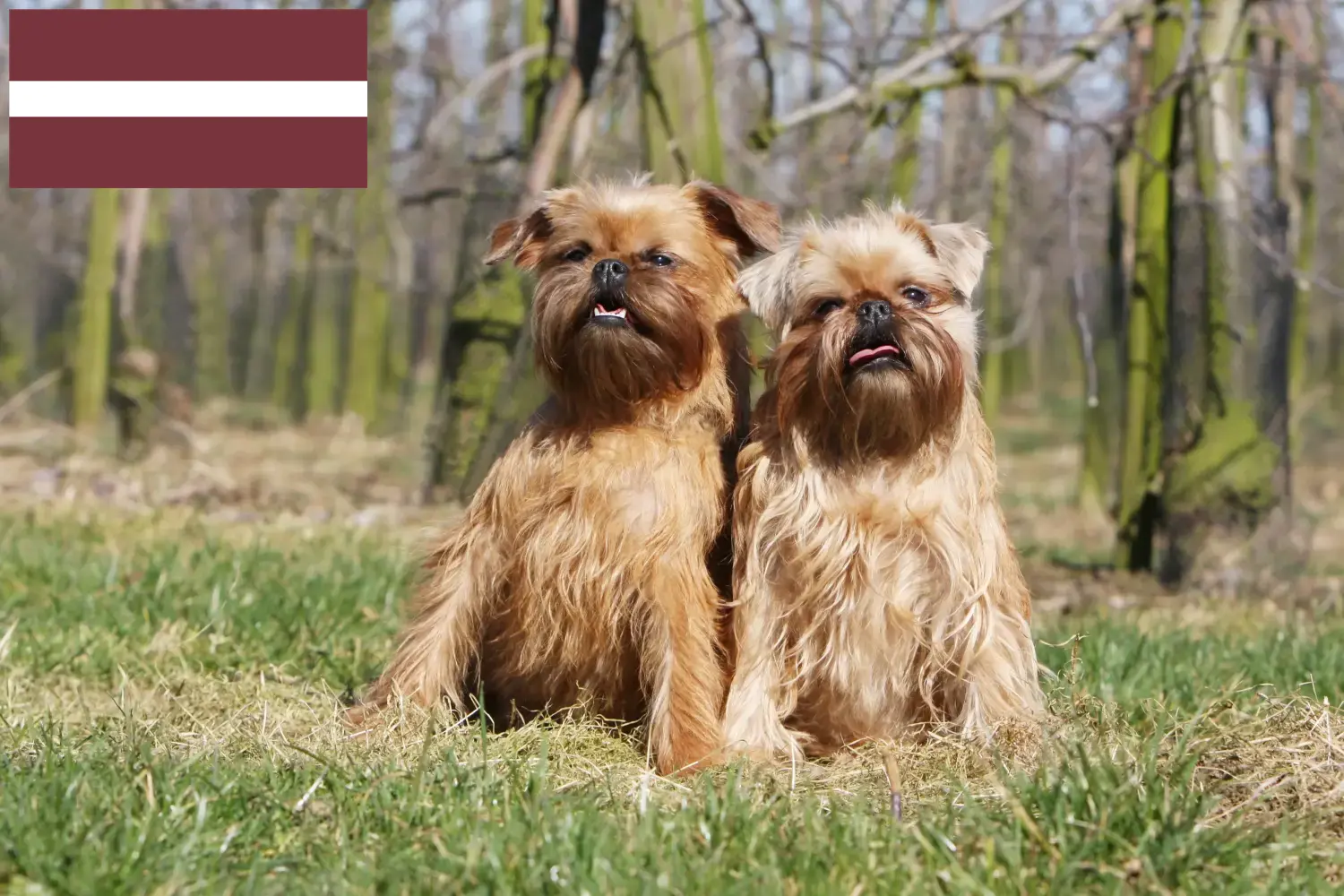 Belga törpe griffon kölykök és tenyésztő Lettország Itt talál belga törpe griffon tenyésztőket Lettországban.