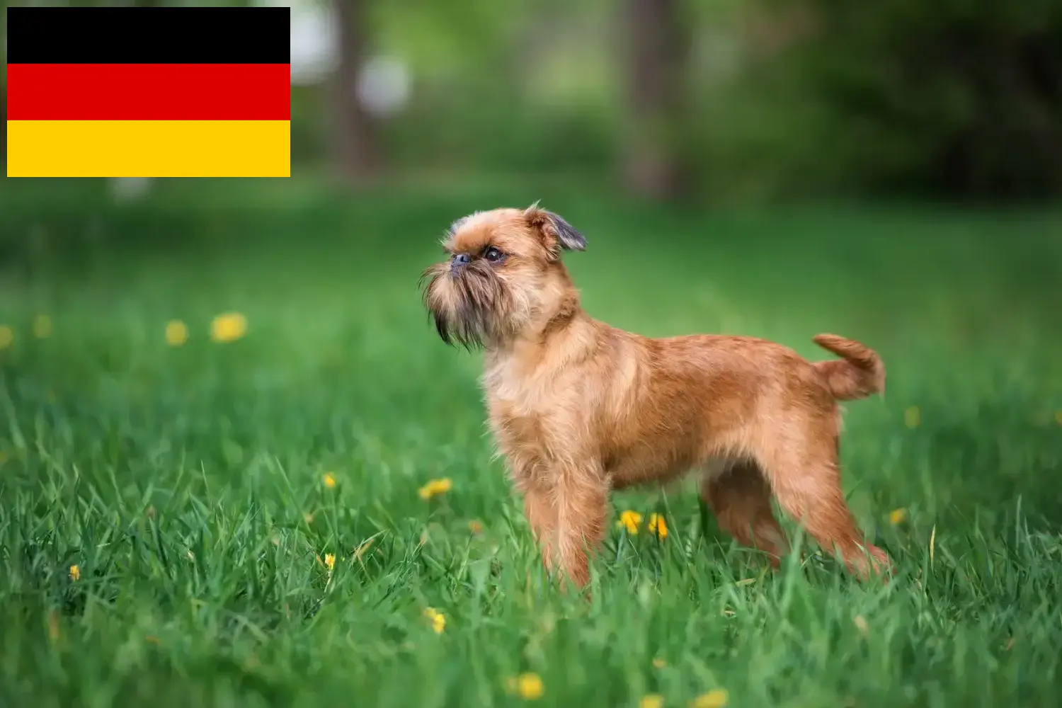 Belga törpe griffon kölykök és tenyésztő Németország Itt talál belga törpe griffon tenyésztőket Németországban.