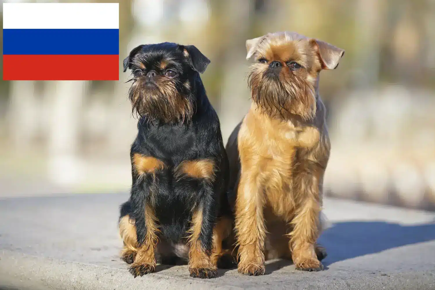 Belga törpe griffon kölykök és tenyésztő Oroszország Itt talál belga törpe griffon tenyésztőket Oroszországban.