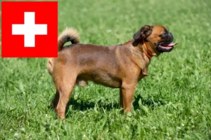 Read more about the article Belga törpe griffon tenyésztők és kölykök Svájcban