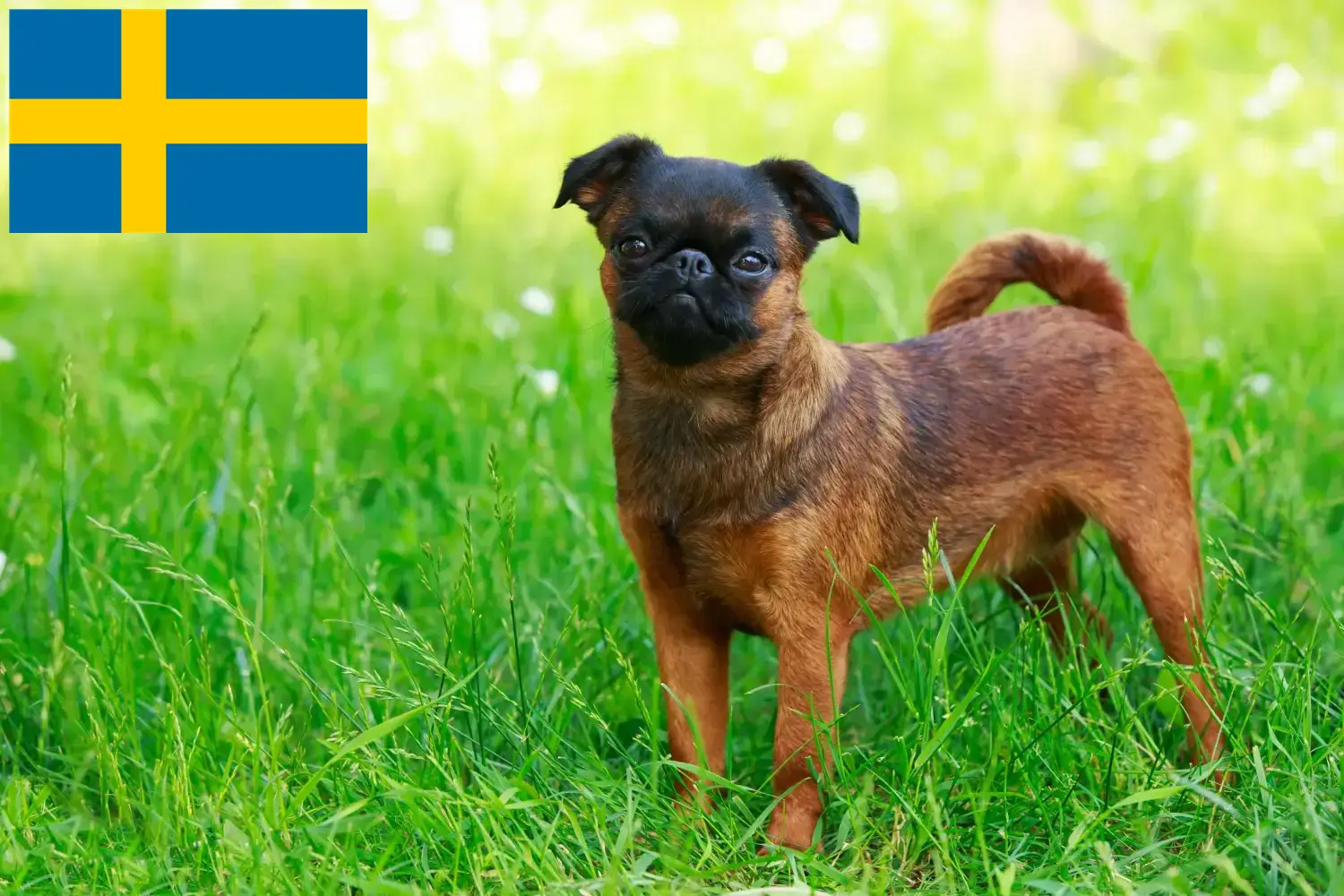 Belga törpe griffon kölykök és tenyésztő Svédországban Itt talál belga törpe griffon tenyésztőket Svédországban.