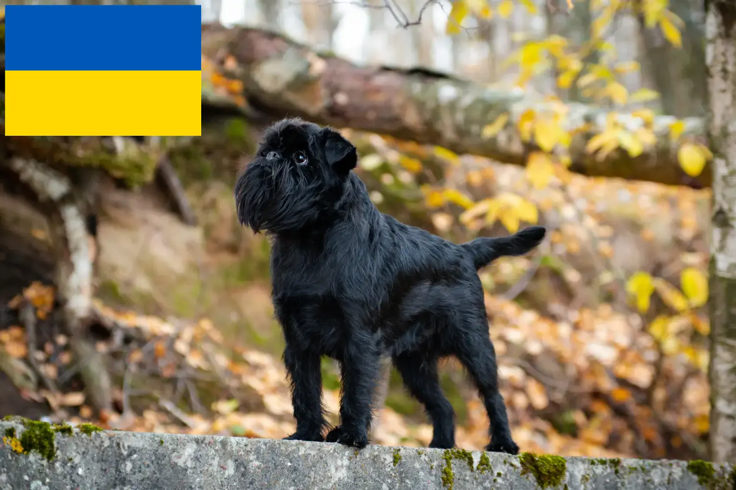 Belga törpe griffon kölykök és tenyésztő Ukrajna Itt talál belga törpe griffon tenyésztőket Ukrajnában.