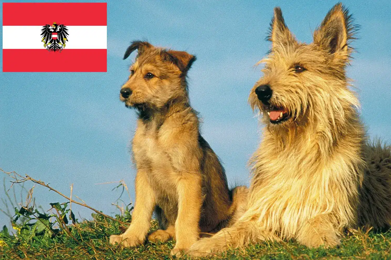 Berger de Picardie kiskutyák és tenyésztők Ausztria Itt talál Berger de Picardies tenyésztőket Ausztriában.