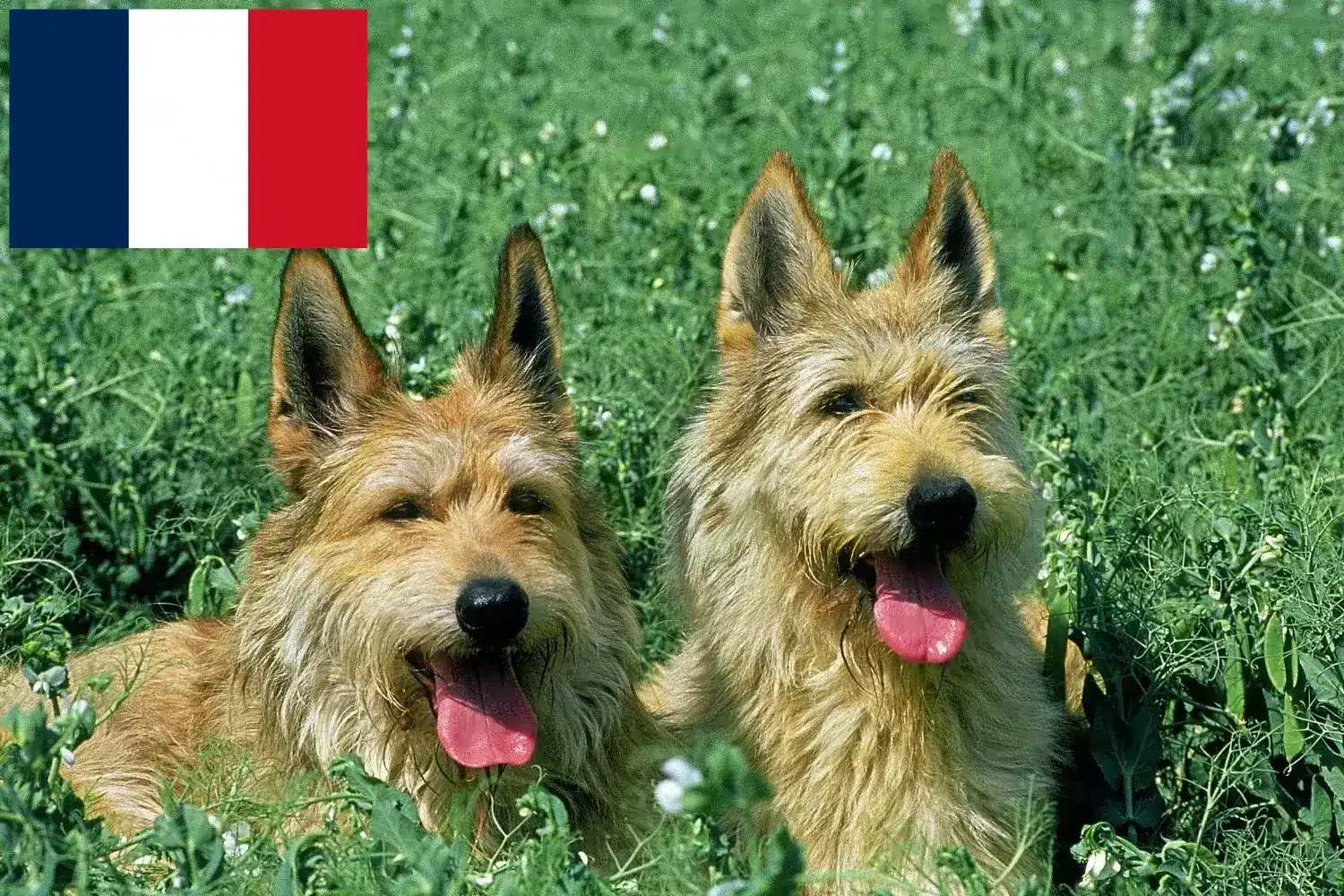 Berger de Picardie kiskutyák és tenyésztők Franciaország Itt megtalálja a Berger de Picardies tenyésztőit Franciaországban.