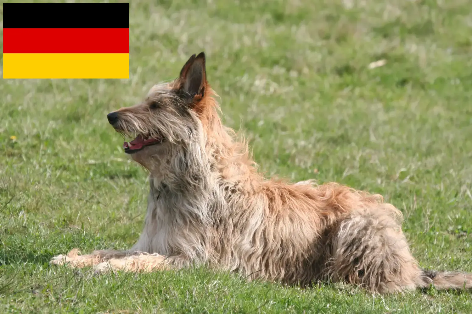Berger de Picardie kiskutyák és tenyésztők Németország Itt talál Berger de Picardies tenyésztőket Németországban.