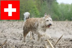 Read more about the article Berger de Picardie tenyésztők és kiskutyák Svájcban