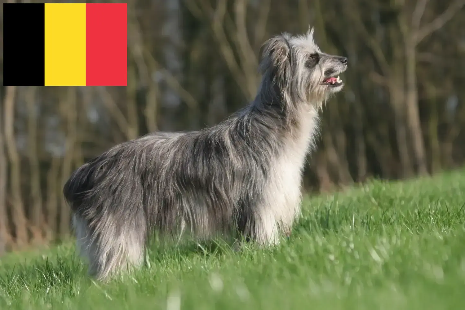 Berger des Pyrenees kiskutyák és tenyésztők Belgium Itt talál Berger des Pyrenees tenyésztőket Belgiumban.