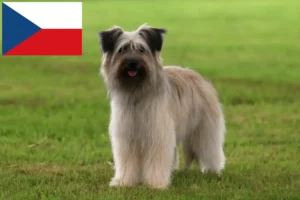 Read more about the article Berger des Pyrenees tenyésztők és kiskutyák Csehországban