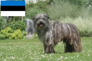 Read more about the article Berger des Pyrenees tenyésztők és kiskutyák Észtországban