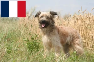 Read more about the article Berger des Pyrenees tenyésztők és kiskutyák Franciaországban