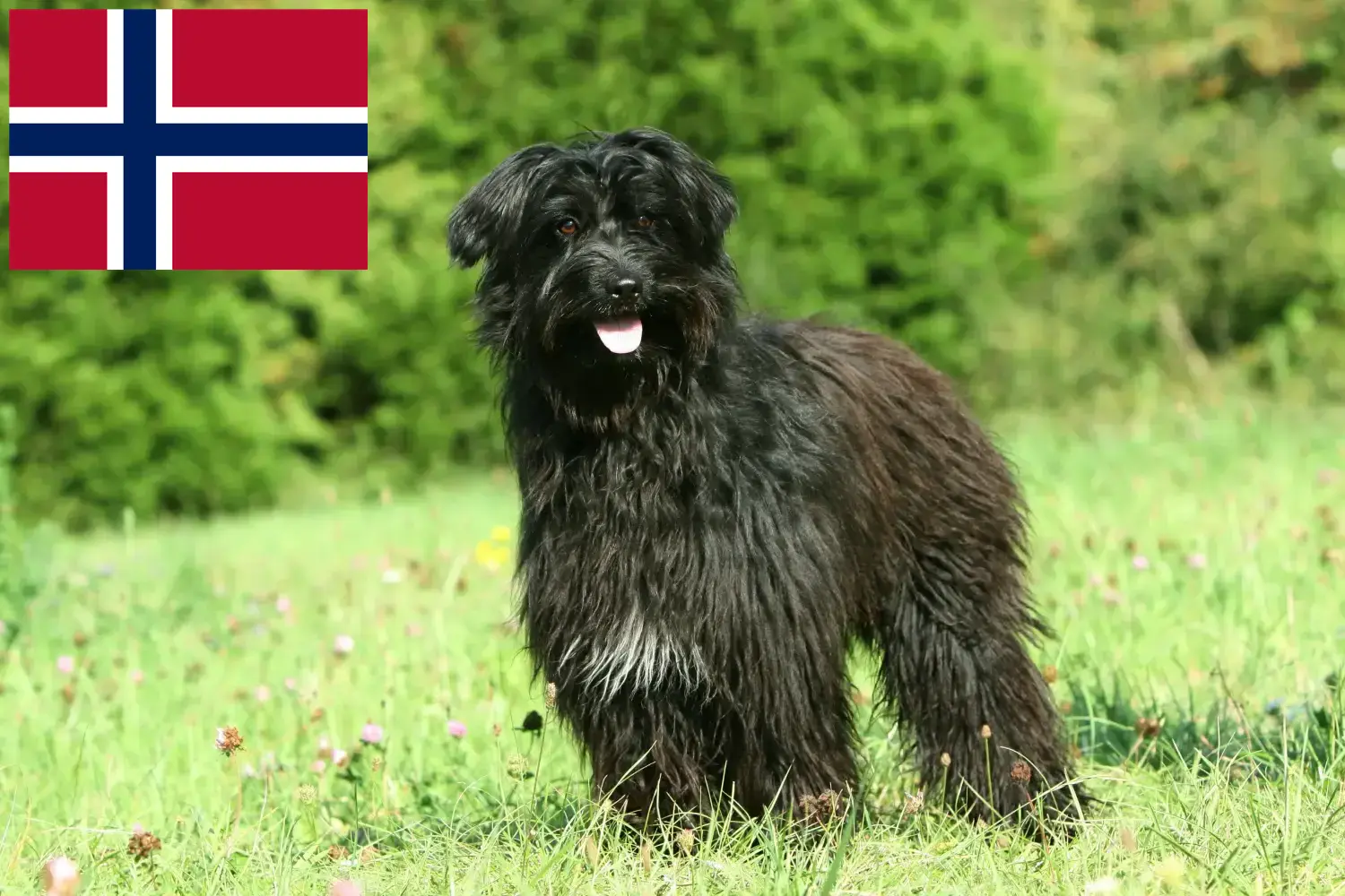 Berger des Pyrenees kiskutyák és tenyésztők Norvégia Itt talál Berger des Pyrenees tenyésztőket Norvégiában.