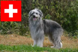 Read more about the article Berger des Pyrenees tenyésztők és kiskutyák Svájcban