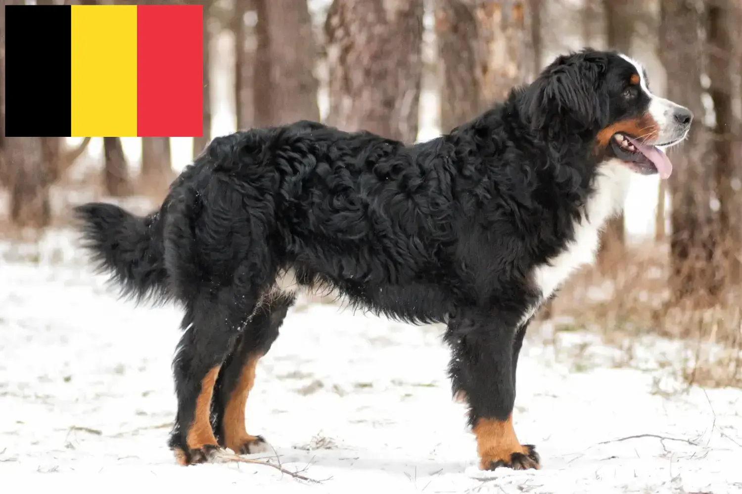 Berni hegyikutya kölykök és tenyésztő Belgium Keress berni hegyikutya tenyésztőket Belgiumban.