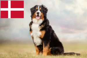 Read more about the article Berni hegyikutya tenyésztő és kiskutyák Dániában