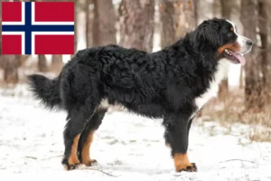 Read more about the article Berni hegyikutya tenyésztő és kölykök Norvégiában
