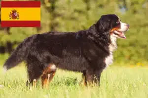 Read more about the article Berni hegyikutya tenyésztő és kölykök Spanyolországban
