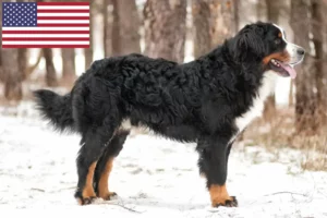 Read more about the article Berni hegyikutya tenyésztők és kölykök az USA-ban