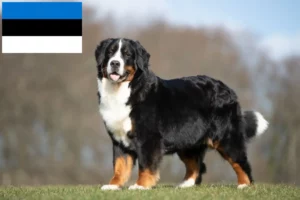 Read more about the article Berni hegyikutya tenyésztő és kölykök Észtországban