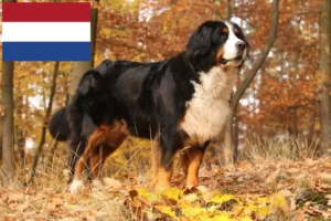 Read more about the article Berni hegyikutya tenyésztők és kölykök Hollandiában