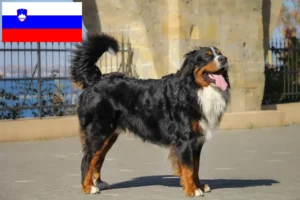 Read more about the article Berni hegyikutya tenyésztő és kölykök Szlovéniában