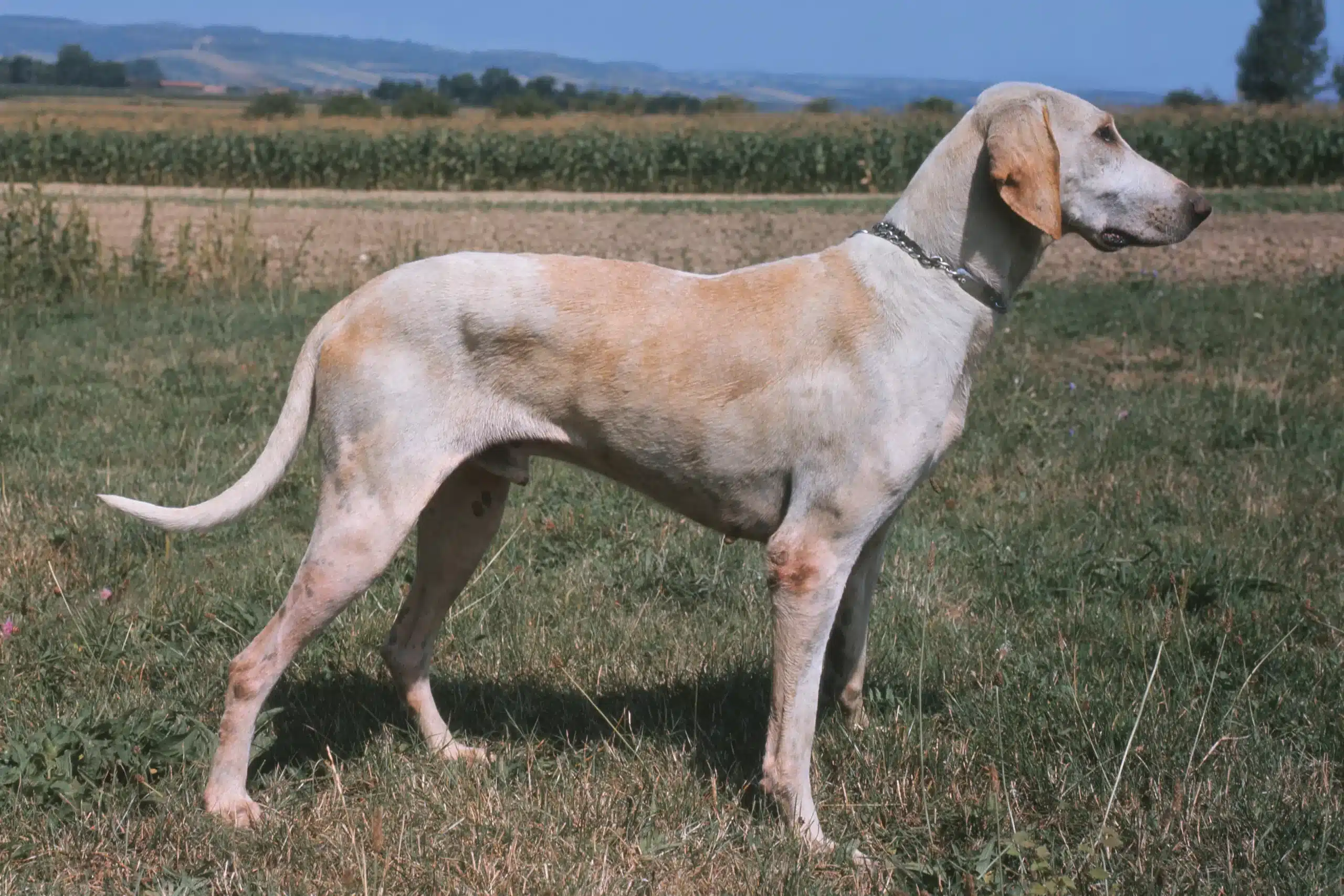 Read more about the article Billy tenyésztő