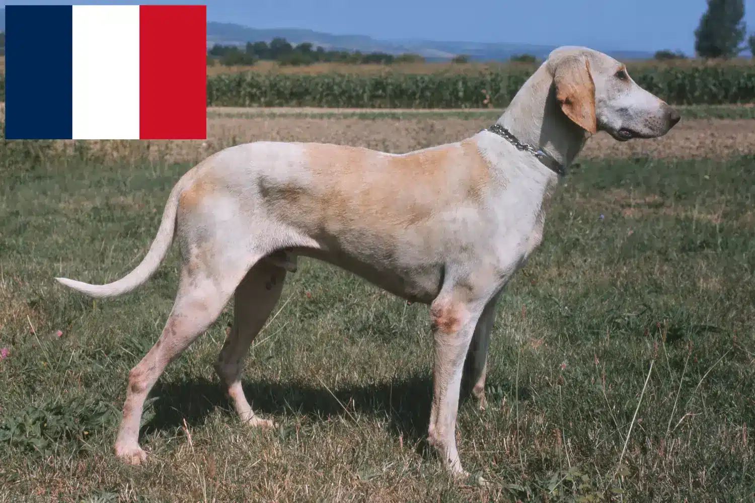 Billy kiskutyák és tenyésztők Franciaország Billy franciaországi tenyésztőit itt találja.