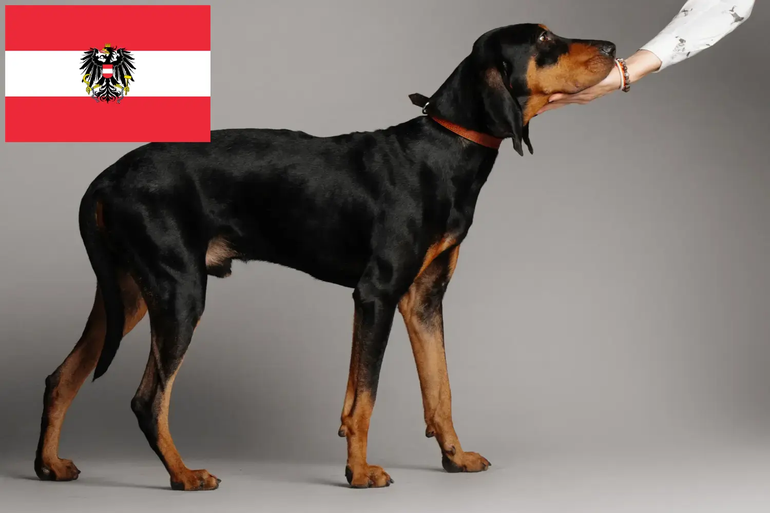 Black and Tan Coonhound kölykök és tenyésztők Ausztria Találd meg a Black and Tan Coonhounds tenyésztőket Ausztriában.