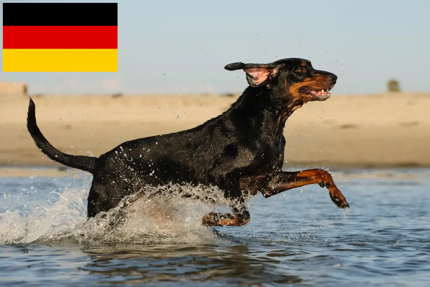 Black and Tan Coonhound kiskutyák és tenyésztők Németország Itt megtalálja a Black and Tan Coonhounds tenyésztőket Németországban.