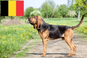 Read more about the article Véreb tenyésztők és kölykök Belgiumban