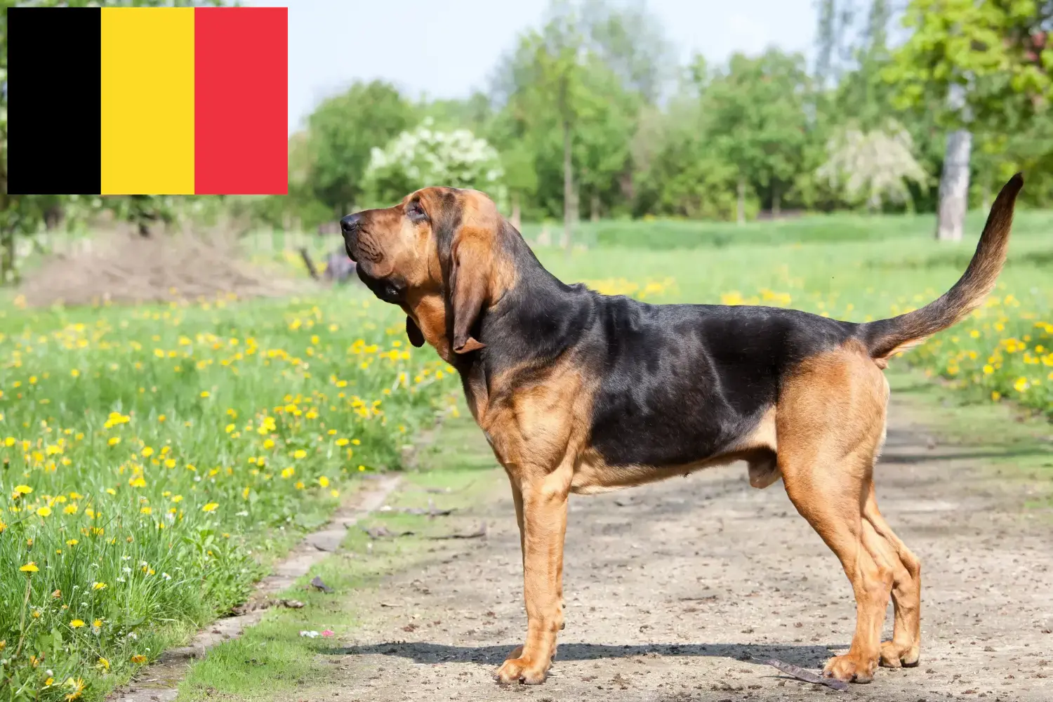 Véreb kölyökkutyák és tenyésztők Belgium Belgiumi vérebtenyésztőket itt találsz.