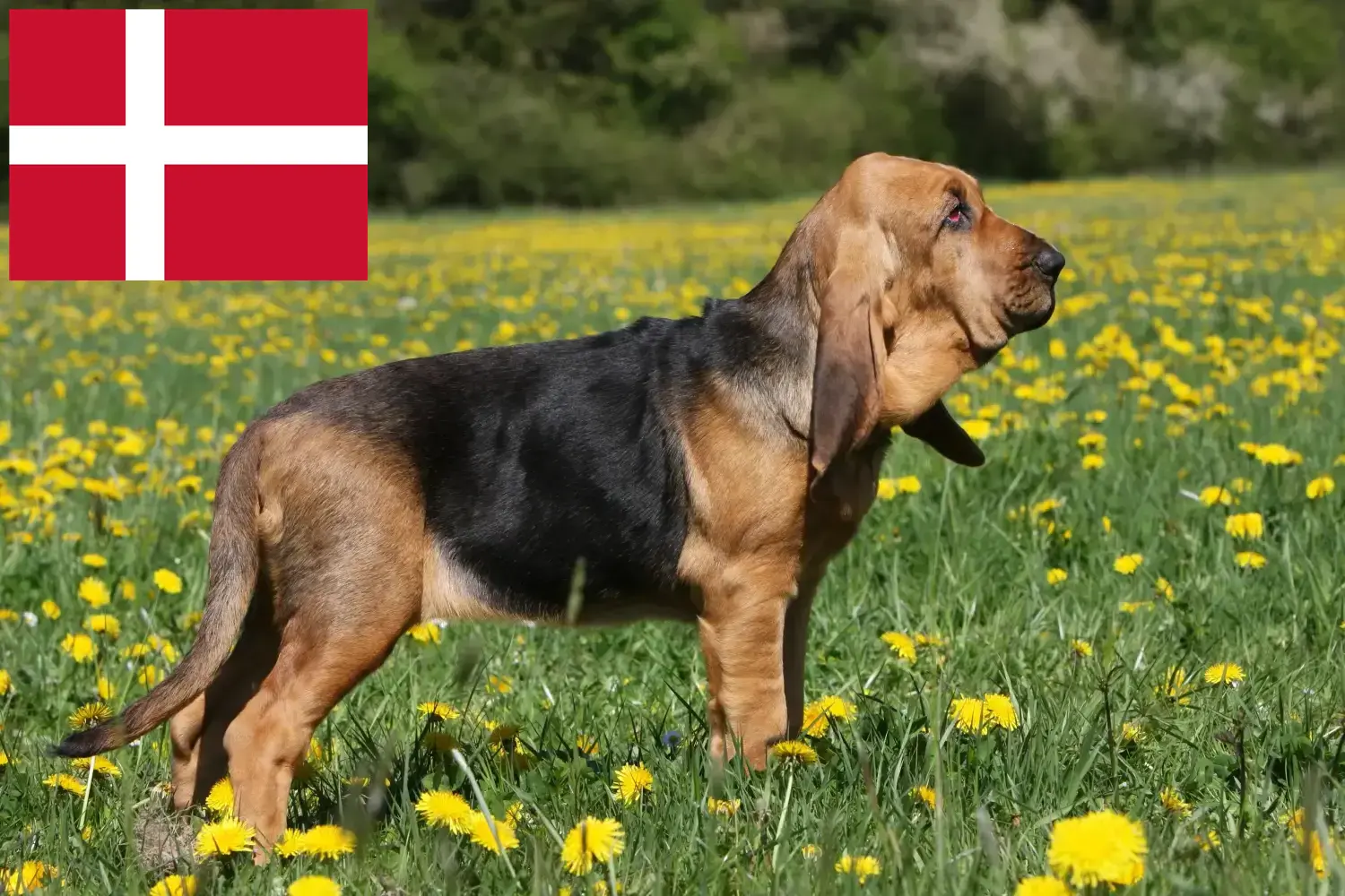 Véreb kiskutyák és tenyésztők Dánia Dánia területén található véreb tenyésztőket itt találja.