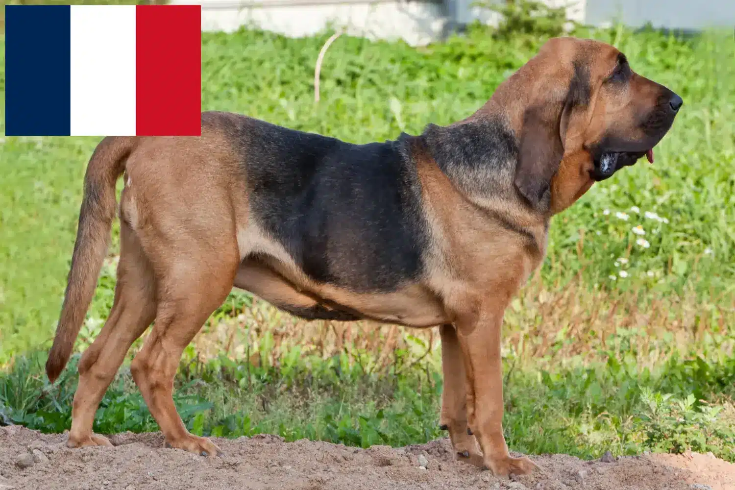 Véreb kölyökkutyák és tenyésztők Franciaország Itt találhat Bloodhounds tenyésztőket Franciaországban.