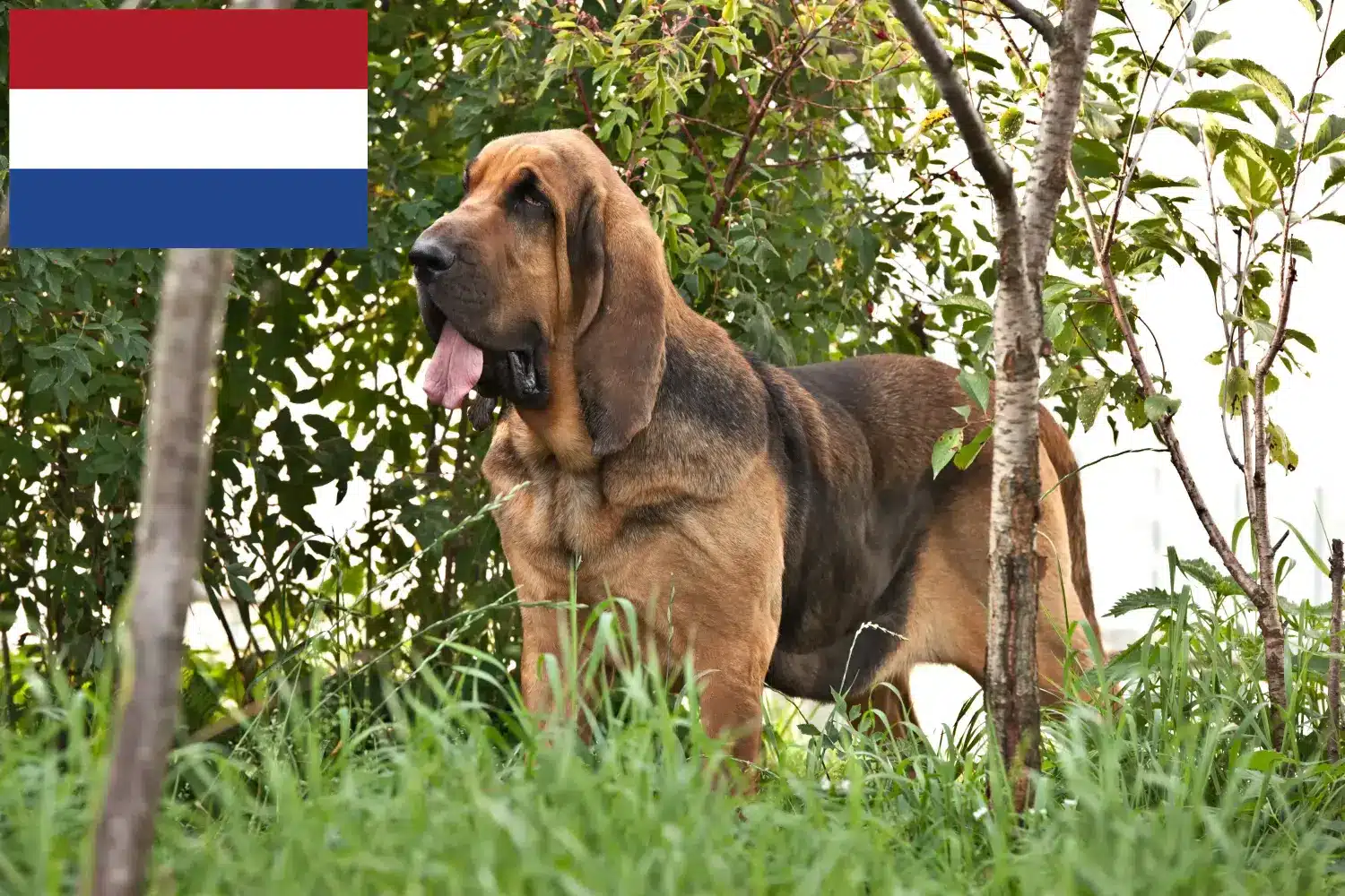 Véreb kiskutyák és tenyésztők Hollandia Itt találhat Bloodhounds tenyésztőket Hollandia területén.
